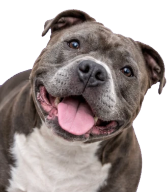 Happy dog
